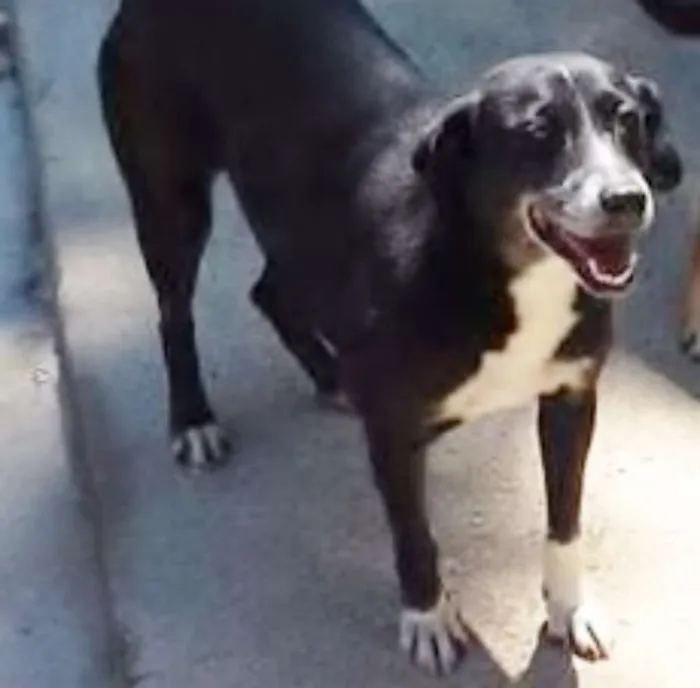 Cachorro ra a SRD idade 5 anos nome Gigi