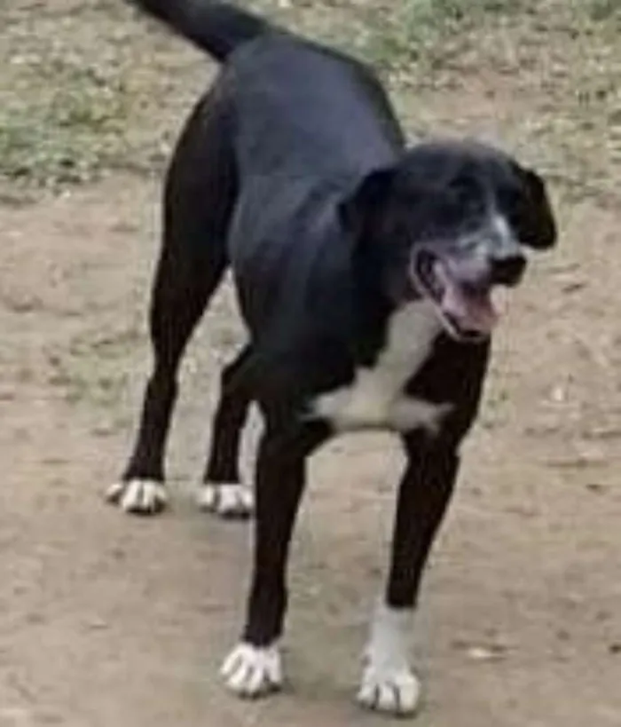 Cachorro ra a SRD idade 5 anos nome Gigi