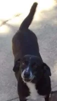 Gigi