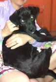 bela
