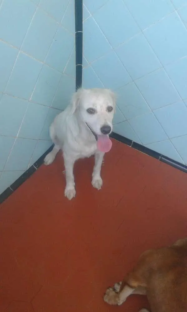 Cachorro ra a Vira lata (SRD) idade 2 anos nome Ivy