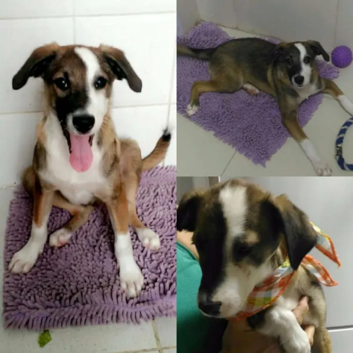 Cachorro ra a Vira lata idade 2 a 6 meses nome Bento