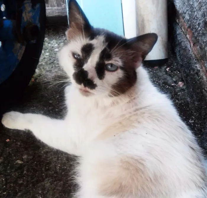 Gato ra a SRD idade Abaixo de 2 meses nome Brancão, Rajada