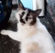 Brancão, Rajada