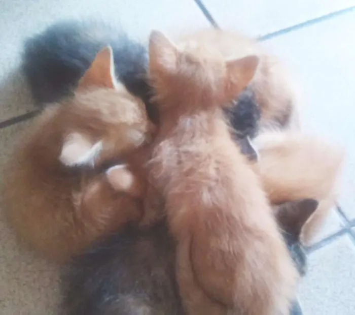 Gato ra a SRD idade Abaixo de 2 meses nome Brancão, Rajada