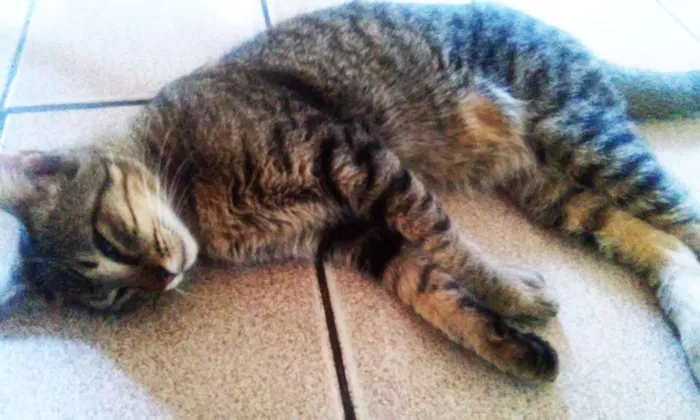 Gato ra a SRD idade Abaixo de 2 meses nome Brancão, Rajada