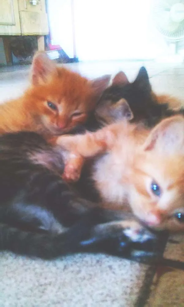 Gato ra a SRD idade Abaixo de 2 meses nome Brancão, Rajada