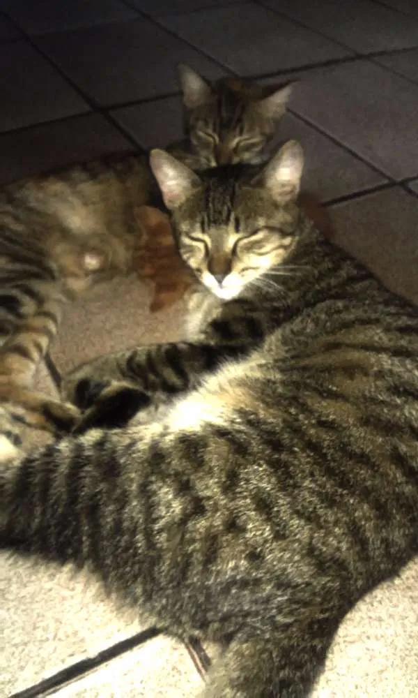 Gato ra a SRD idade Abaixo de 2 meses nome Brancão, Rajada