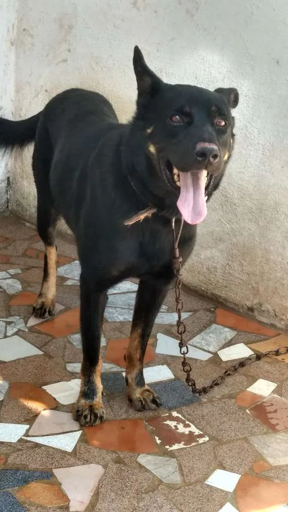 Cachorro ra a Mestiço pastor alemão e rotwailler  idade 2 anos nome Nick