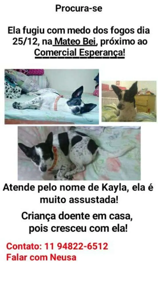 Cachorro ra a Vira Lata idade 5 anos nome Kayla