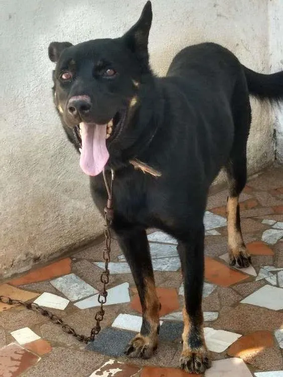 Cachorro ra a Mestiço pastor alemão e rotwailler  idade 2 anos nome Nick