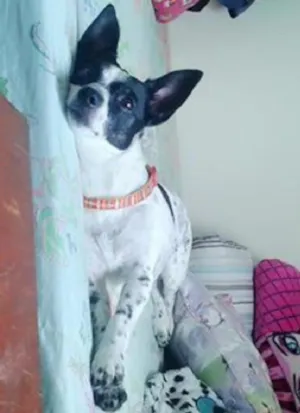 Cachorro raça Vira Lata idade 5 anos nome Kayla