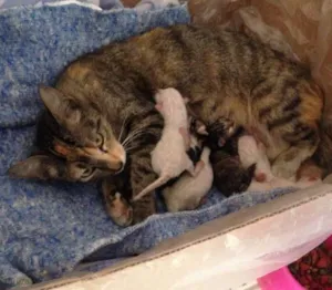 Gato raça SRD idade Abaixo de 2 meses nome Sem nome