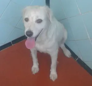 Cachorro raça Vira lata (SRD) idade 2 anos nome Ivy