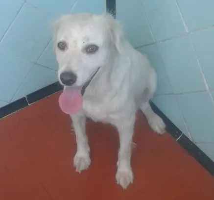 Cachorro ra a Vira lata (SRD) idade 2 anos nome Ivy