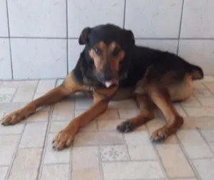 Cachorro raça Pastor com Hotweiler idade 6 ou mais anos nome Foguinho