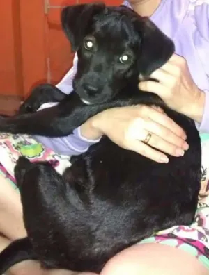 Cachorro raça labrador mista idade 2 a 6 meses nome bela