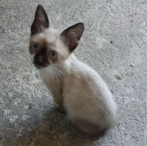 Gato raça Srd idade 2 a 6 meses nome Billy 