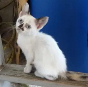 Gato raça Srd idade 2 a 6 meses nome Cristal