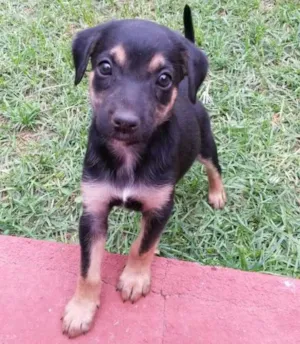 Cachorro raça Mestiço idade Abaixo de 2 meses nome Sem Nome