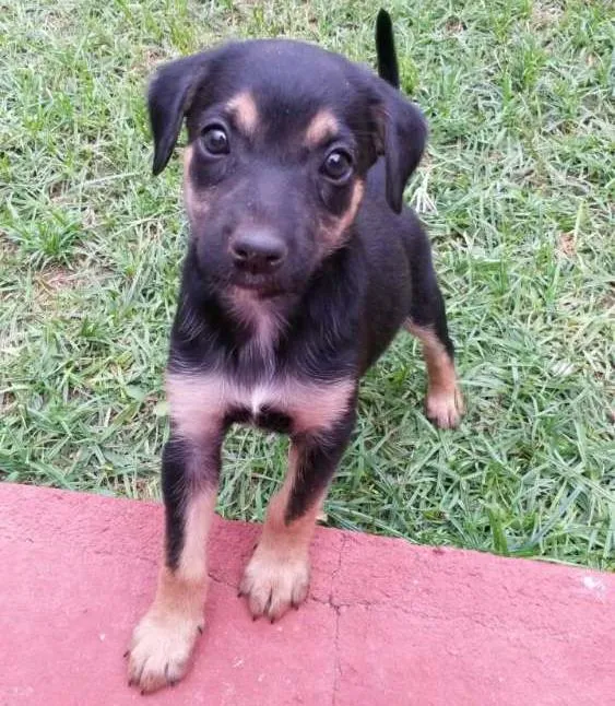 Cachorro ra a Mestiço idade Abaixo de 2 meses nome Sem Nome