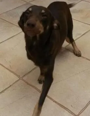 Cachorro raça Mestiço idade 2 anos nome Rapadura