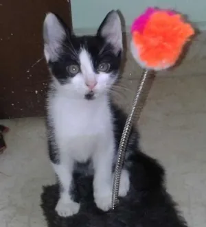Gato raça  idade 2 a 6 meses nome Billy