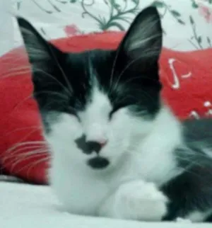 Gato raça não sei idade 1 ano nome Flash
