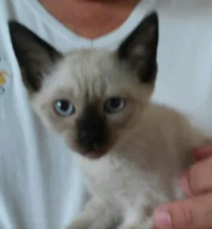 Gato raça Sem raça definida idade 2 a 6 meses nome Filhotes 