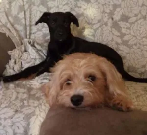 Cachorro raça SRD idade 7 a 11 meses nome Filo e July
