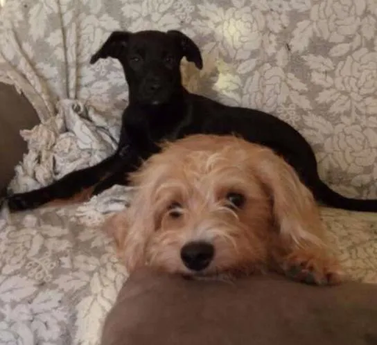 Cachorro ra a SRD idade 7 a 11 meses nome Filo e July