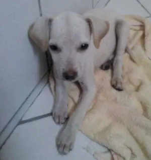 Cachorro raça Viralata idade 2 a 6 meses nome n tem
