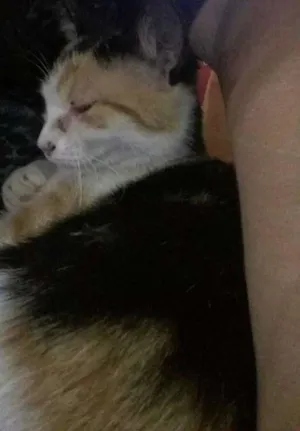 Gato raça gato idade  nome kaka