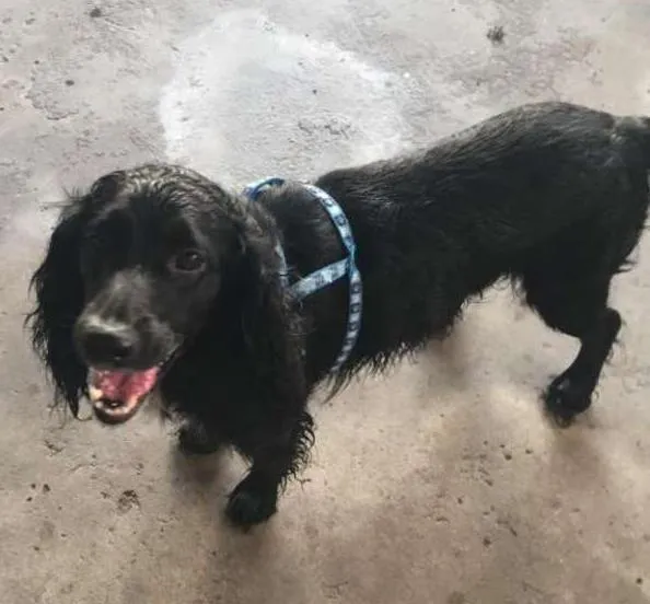 Cachorro ra a Cocker ingles idade 3 anos nome Frederico 