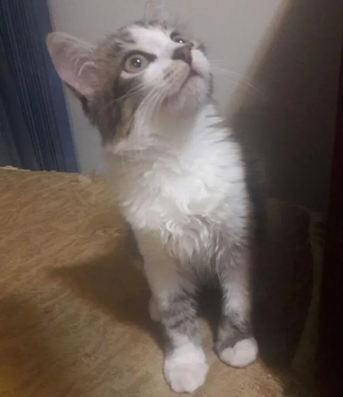 Gato ra a SRD idade 2 a 6 meses nome Chloe 