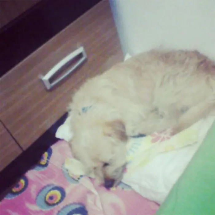 Cachorro ra a SRD idade  nome Bob