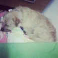 Bob
