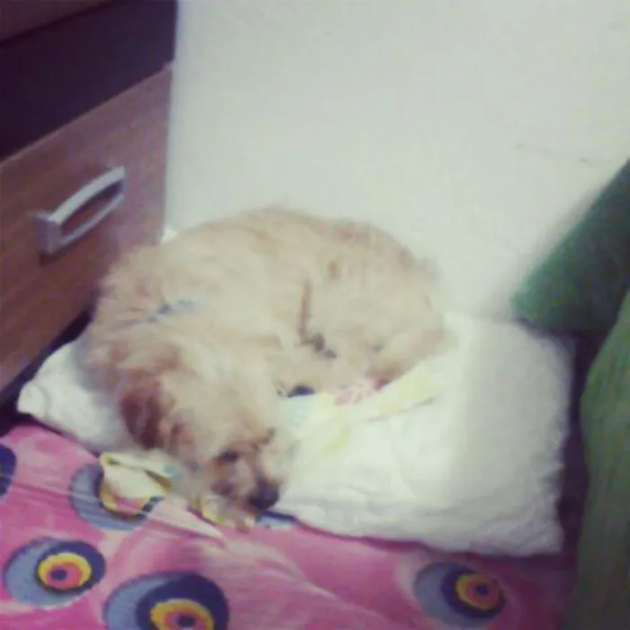 Cachorro ra a SRD idade  nome Bob