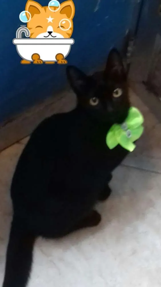 Gato ra a idade 3 anos nome Brida