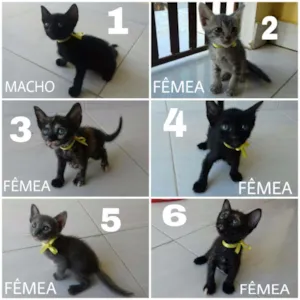 Gato raça Vira-lata/mestiço/ idade Abaixo de 2 meses nome Sem nome