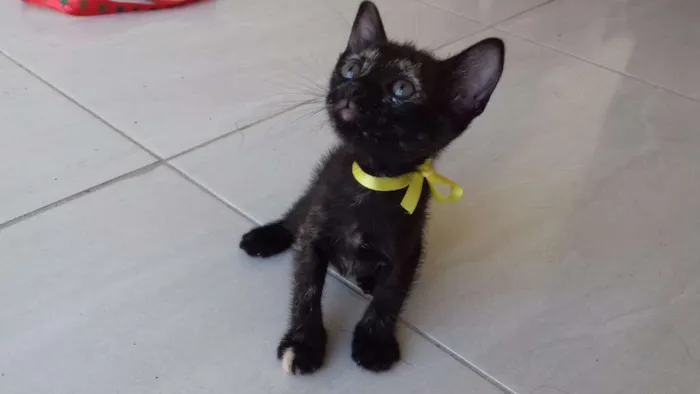 Gato ra a Vira-lata/mestiço/ idade Abaixo de 2 meses nome Sem nome