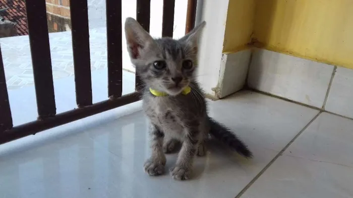 Gato ra a Vira-lata/mestiço/ idade Abaixo de 2 meses nome Sem nome