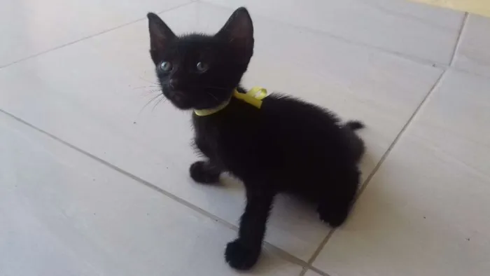 Gato ra a Vira-lata/mestiço/ idade Abaixo de 2 meses nome Sem nome