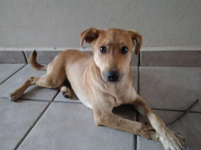 Cachorro ra a Não definida idade 7 a 11 meses nome Mel