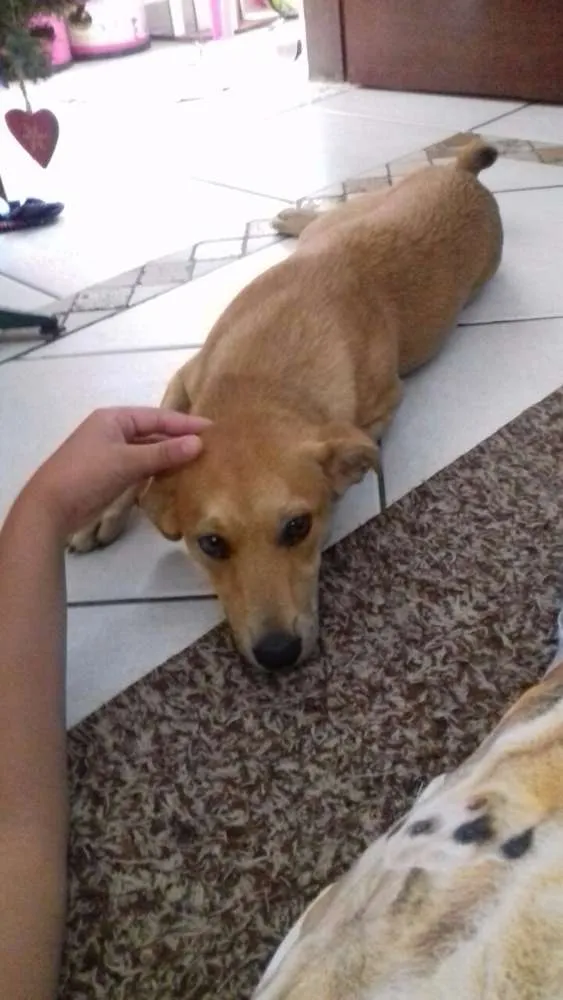 Cachorro ra a Não definida idade 7 a 11 meses nome Mel