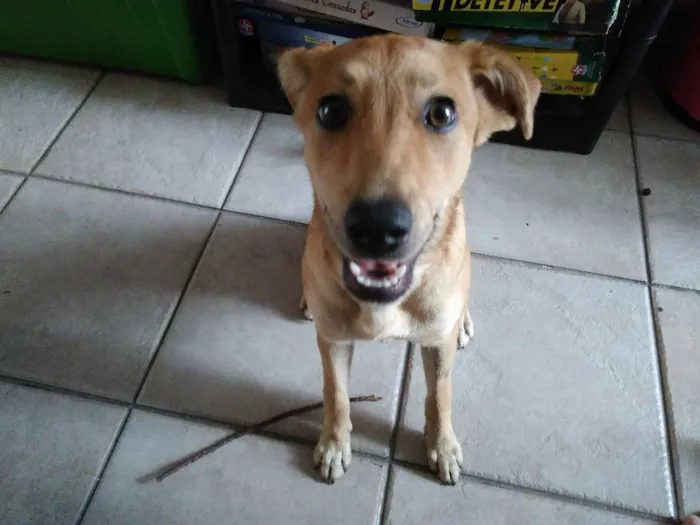 Cachorro ra a Não definida idade 7 a 11 meses nome Mel