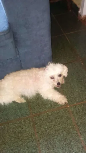 Cachorro raça pudoo idade 3 anos nome meg