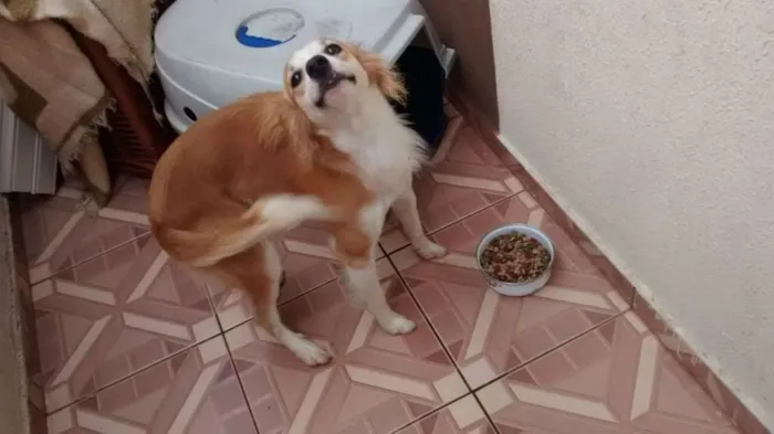 Cachorro ra a SRD idade 2 anos nome Bili