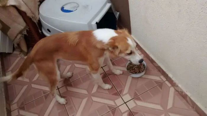 Cachorro ra a SRD idade 2 anos nome Bili