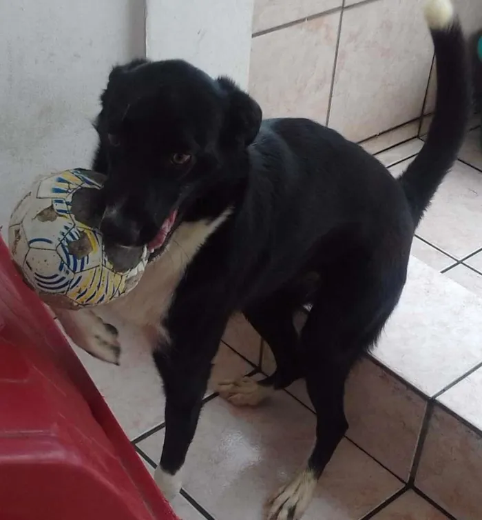 Cachorro ra a SRD idade 1 ano nome Luna